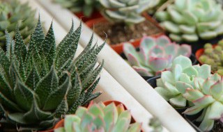 卧室内最适合养什么植物 卧室内最适合养什么植物风水好