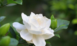 栀子花的扦插方法 如何给栀子花的扦插
