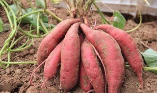 地瓜的正确种植方法 红薯的种植方法