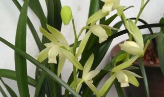 建兰几月份开花（建兰几月份开花季节）