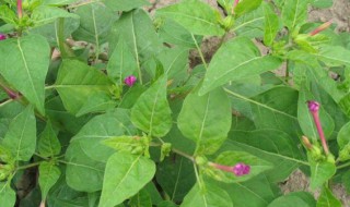 野辣椒草有什么功效 野辣椒草的作用