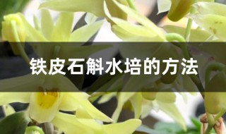 水培石斛最佳方法 铁皮石斛水培的方法分享