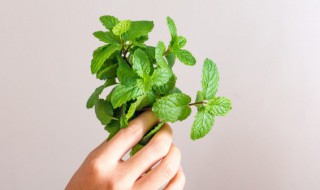 薄荷采摘到什么部位（薄荷什么时候采摘?怎样采摘?）
