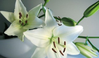 百合花种球种植方法 百合花种球怎么种植