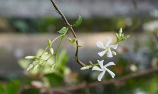 风车茉莉花语 风车茉莉的简介