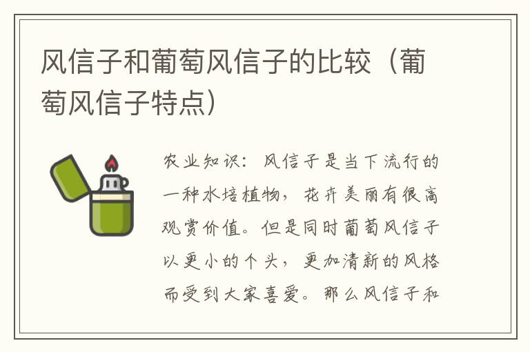 风信子和葡萄风信子的比较（葡萄风信子特点）