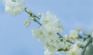 樱花文案 浪漫的樱花文案