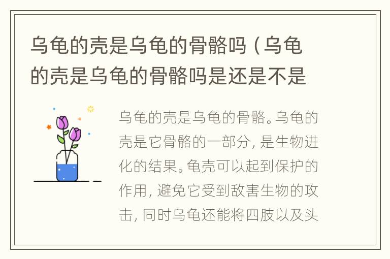 乌龟的壳是乌龟的骨骼吗（乌龟的壳是乌龟的骨骼吗是还是不是）