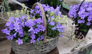丹麦风铃花好养吗（丹麦风铃花好养吗?花期长吗）