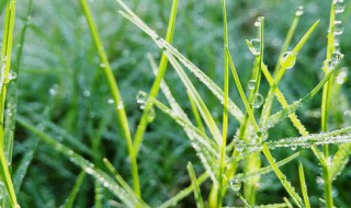 雨露期是什么意思 雨露期介绍