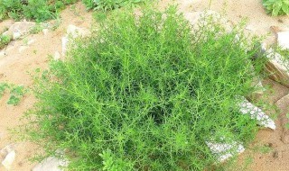 神砂草功效与作用 神砂草功效与作用是什么