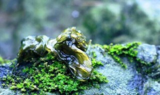 地皮菜泡久了有毒吗 到底地皮菜泡久了有没有毒