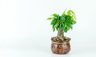 发财树怎么养好，发财树怎么养好看