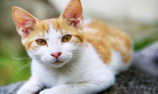 猫的别称或雅称 猫有什么别称或雅称