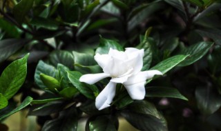 栀子几月份开花（栀子花开几月份开花）