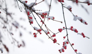 小雪文案 小雪文案精选