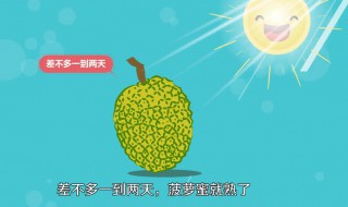 菠萝蜜没熟怎么催熟 怎么催熟菠萝蜜