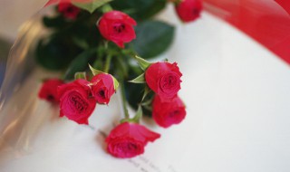 养玫瑰花生活小妙招 如何养玫瑰花