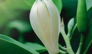 玉兰花几月份开花 玉兰花一年开几次花?