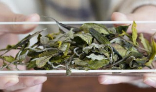 福鼎白茶的保存方法 福鼎白茶如何保存