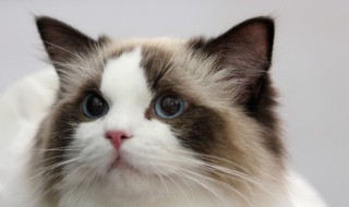 小猫发情怎么办 发情的小猫怎么办