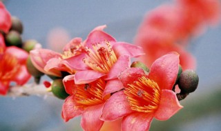 木棉花的花蕊是什么颜色的 木棉花的花蕊颜色介绍