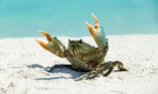 海蟹能在淡水中活多久 一般海蟹能在淡水中活多久