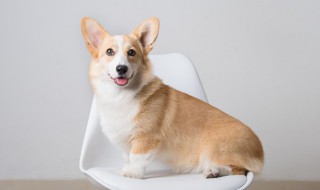 狗狗可以吃菠萝吗 狗狗能吃菠萝吗