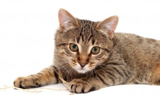 狸花猫和虎斑猫的区别 狸花猫和虎斑猫有什么区别