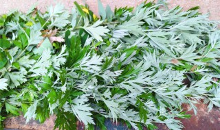 端午节插艾草的寓意 端午节插艾草的寓意是什么