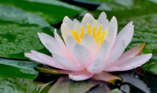 芙蓉莲怎么养 芙蓉莲怎么养才开花