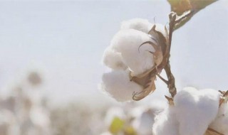 我国长绒棉主要产区 种植的长绒棉是什么种类的呢