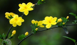 迎春花的花蕊是什么颜色的 迎春花的花蕊颜色简介