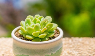 多肉养的白白胖小妙招 多肉植物应该怎么养