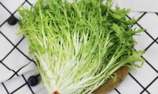 苦菊的吃法和禁忌 苦菊怎么吃