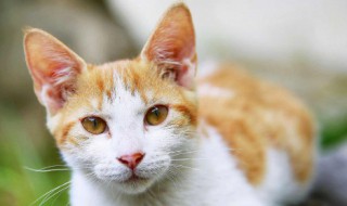 猫咪耳螨怎么治疗（猫咪耳螨怎么治疗知乎）
