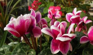 仙客来几月份开花 仙客来几月份开花?