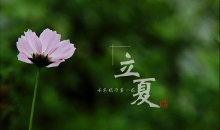 立夏简介 立夏简单介绍