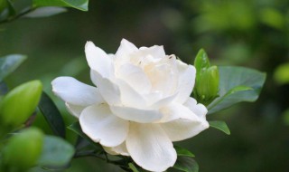 栀子花叶子发黄是怎么回事 为什么栀子花叶子发黄
