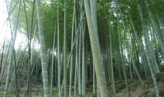 毛竹种子种植方法，毛竹种子种植方法图片