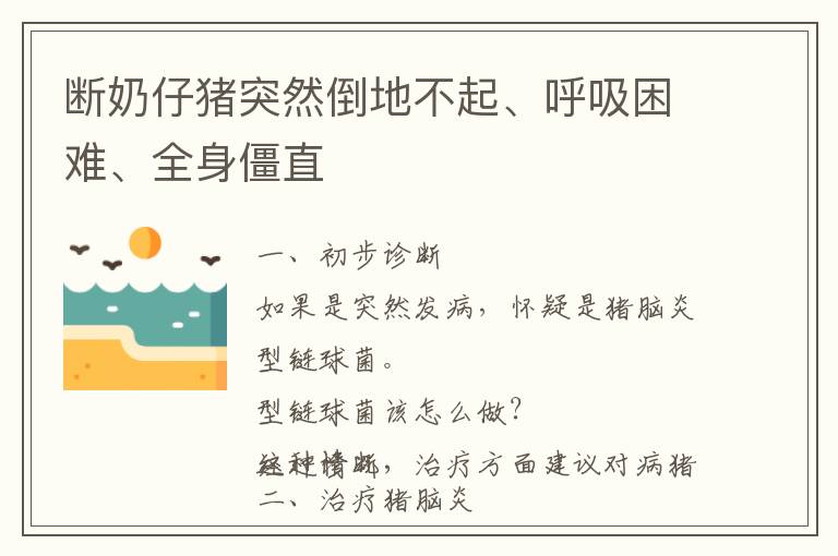 断奶仔猪突然倒地不起、呼吸困难、全身僵直