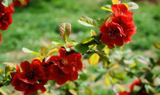 海棠的花语 海棠介绍