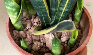 虎尾兰烂根的处理方法 虎尾兰烂根的处理方法介绍