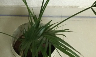 散尾葵的功效 养散尾葵的好处