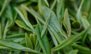 春茶作用与功效 春茶毛尖的功效与作用