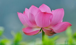 带禅意荷花的诗句大全 带有莲花的经典诗句