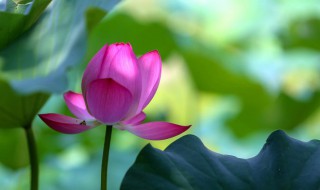 为什么花苞没开就焦了 花苞没开就焦的原因