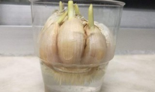 水栽大蒜的种植方法 水栽大蒜的种植方法和时间视频