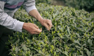 茶树种子种植方法 茶树种子种植方法和管理