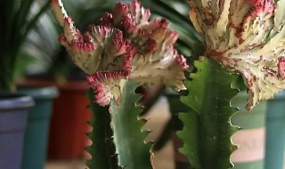 龙骨花种植方法（龙骨花种植方法图解）